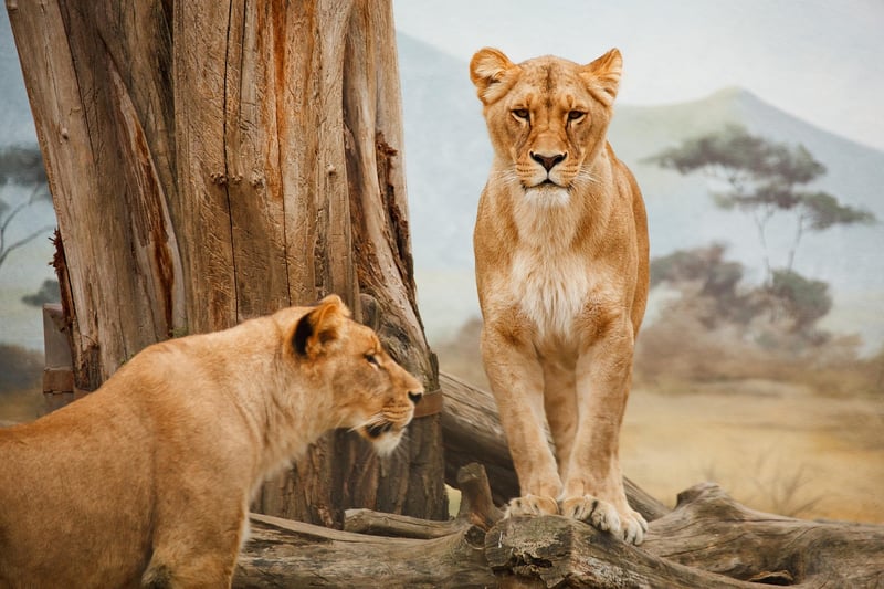 Future Safaris